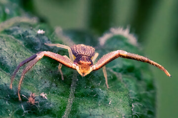 Xysticus croceus spider running on leaves
