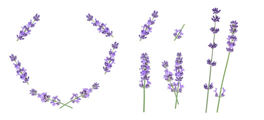 Lavender is isolated. Flowers and twigs