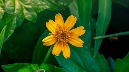 Wedelia flowers with sunshine, yellow flower with drops