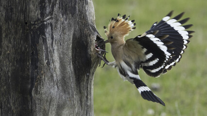 The Eurasian hoopoe (Upupa epops) hunts insects and feeds the chicks. © Milan