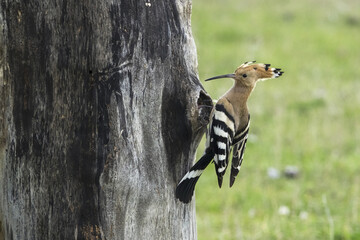 The Eurasian hoopoe (Upupa epops) hunts insects and feeds the chicks. © Milan
