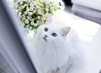 Turkish angora white cat with green eyes looking on top with chamomile flowers on white table.