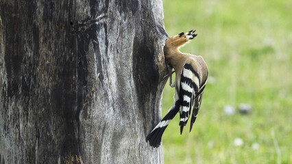The Eurasian hoopoe (Upupa epops) hunts insects and feeds the chicks. © Milan