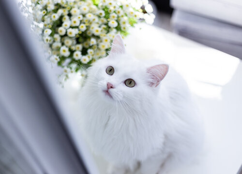 Turkish angora white cat with green eyes looking on top with chamomile flowers on white table.