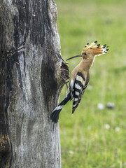 The Eurasian hoopoe (Upupa epops) hunts insects and feeds the chicks.