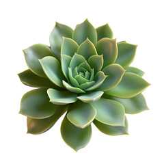 Fototapeta premium Succulent Plant with Green Leaves Isolated on Black