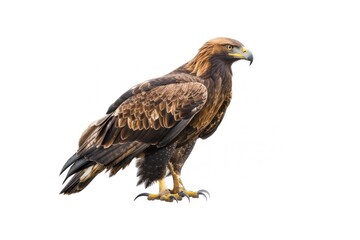 Obraz premium Majestic eagle isolated on white
