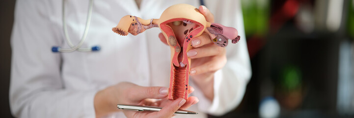 Gynecologist holds artificial model of uterus at lesson