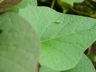 Green leaf background from tropical area