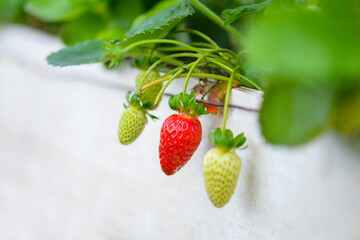 Inside view of a strawberry farming greenhouse.