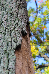 Obraz premium background texture of the bark of a natural oak tree