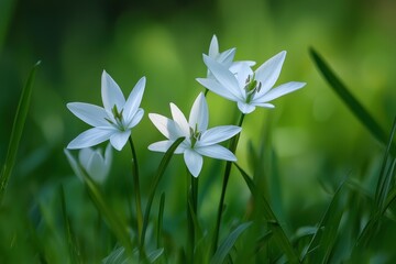 Delicate white flowers blooming gracefully in a vibrant green meadow under soft sunlight