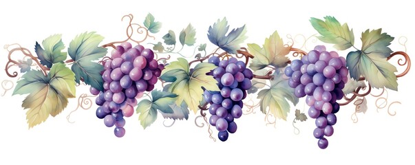 Watercolor illustration of grapevine with lush purple grapes and green leaves, showcasing nature's beauty and elegance in a detailed painting.