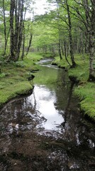 Fototapeta premium Tranquil forest stream reflecting green foliage in a serene woodland setting