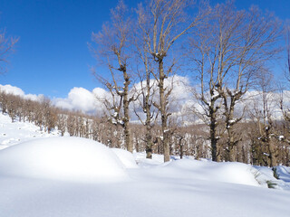 Winter snow mountain cabin panorama. Winter mountain snow forest tree. landscape mountain snow. Winter and cold Winter forest in Algeria, Jijel North Africa, snow covered trees and cold weather. Arabs