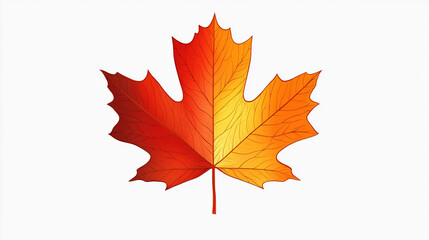 Fototapeta premium Single Red and Yellow Maple Leaf Isolated on White Background