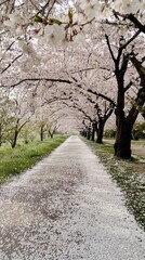 Fototapeta premium Walking through a peaceful cherry blossom path in a spring park