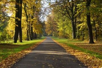 Fototapeta premium A tranquil autumn pathway lined with golden leaves under the clear blue sky