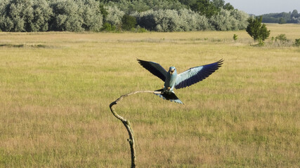The European roller (Coracias garrulus) is the only member of the roller family breeding in Europe.