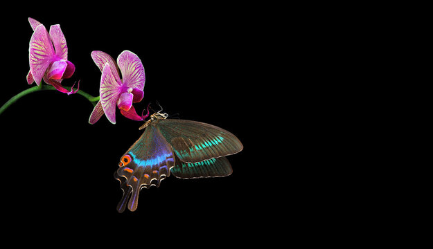 bright swallowtail butterfly on purple orchid flowers isolated on black. butterfly on flowers