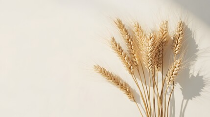 Golden wheat ears align right on a creamy off-white background, emphasizing a minimalist style with soft shadows and crisp focus, showcasing an agricultural concept.