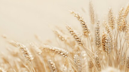 Fototapeta premium Golden wheat ears align right on a creamy off-white background, emphasizing a minimalist style with soft shadows and crisp focus, showcasing an agricultural concept.