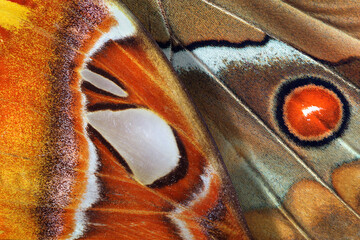 bright colorful wings of tropical butterflies morpho and atlas. macro photography of butterfly wings