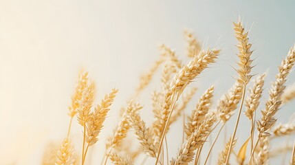 Fototapeta premium Golden wheat ears align right on a creamy off-white background, emphasizing a minimalist style with soft shadows and crisp focus, showcasing an agricultural concept.
