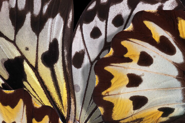 bright colorful wings of tropical butterflies. macro photography of butterfly wings