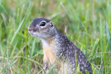 Speckled ground squirrel animal stands on its hind legs