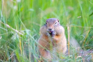 Gopher stands in the grass on a summer day