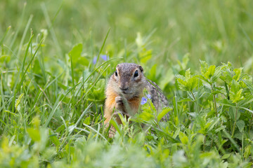 Speckled ground squirrel animal stands on its hind legs
