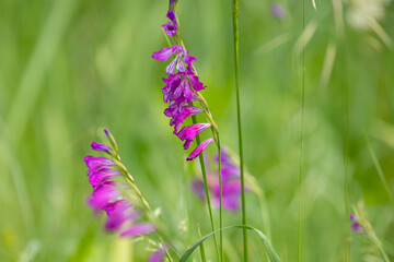 Blooming Gladiolus tenuis on green background