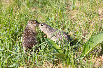 Two Speckled ground squirrels playing in the green grass