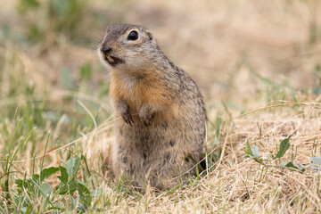 Speckled ground squirrel animal stands on its hind legs