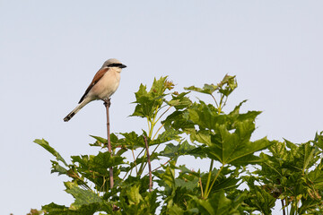 Great  shrike sitting on a tree branch against a blue sky