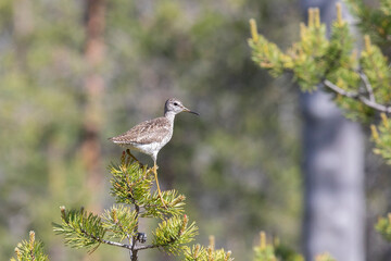 Common greenshank sitting on a pine branch