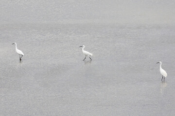 Several white herons stand in the water
