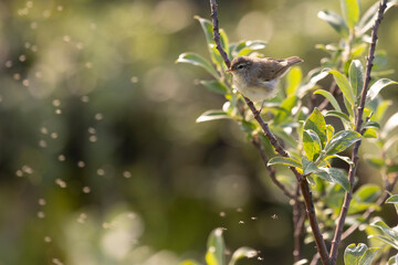 Leaf warbler sitting on a tree branch