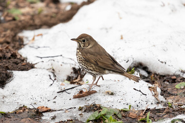 A field thrush bird stands on the snow near a thawed puddle in early spring