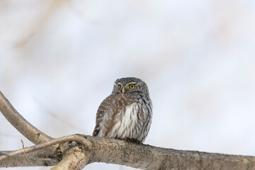 Eurasian pygmy owl sitting on a tree branch in winter day close up