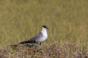 Long-tailed jaeger bird sitting on the grass