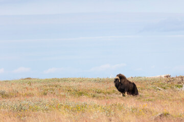 Male muskox. Republic of Sakha, Yakutia, Russia