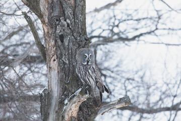 Great gray owl sitting on a tree branch