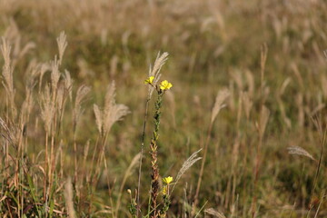 秋の原野で花を咲かせるマツヨイグサ
