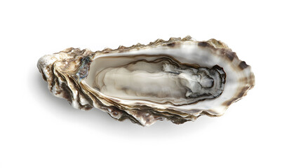 Top view of a long oyster on a clean white background, showcasing its intricate textures and natural form in exquisite detail