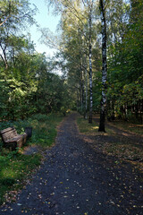 Path in the park in the autumn. Sunny day in the forest. Autumn forest with fallen leaves on the ground and trees in the background