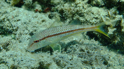 Striped red mullet or surmullet (Mullus surmuletus) undersea, Aegean Sea, Greece, Halkidiki, Pirgos beach