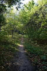 Path in the autumn forest with yellow leaves on a sunny day. Forest trail. Nature background