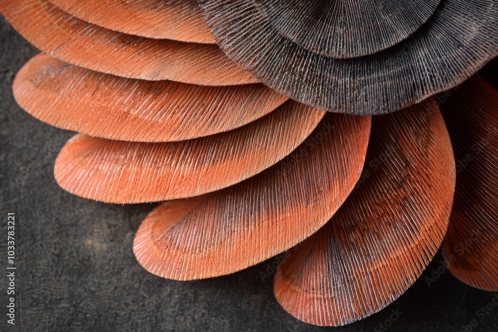 Poster close-up of intricately arranged shell-like structures showcasing rich orange and dark hues.